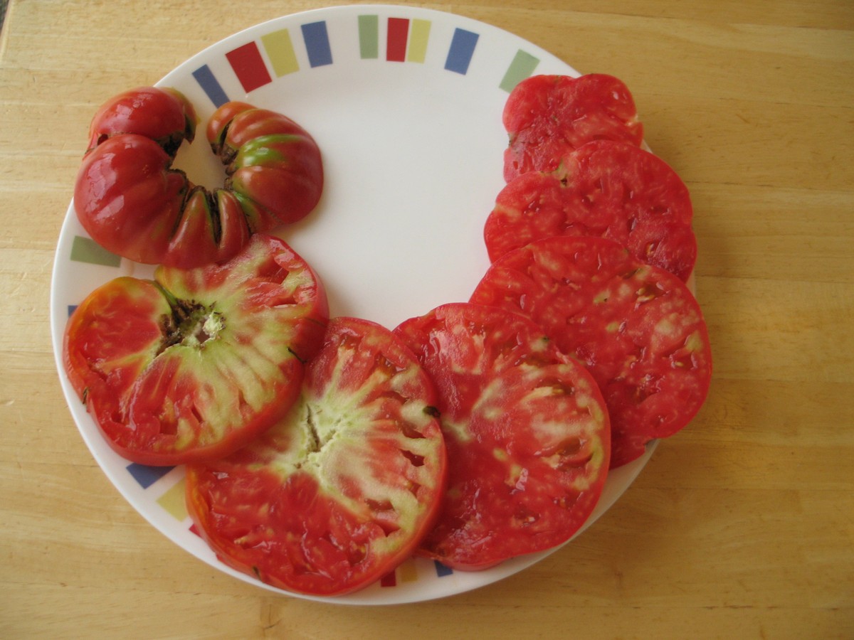 Common tomato problems and natural solutions. Here, green shoulders.