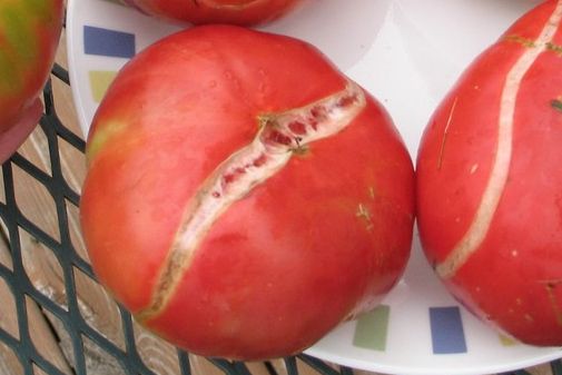 Common tomato problems, splitting, cracking and more, and how to treat or prevent naturally. 