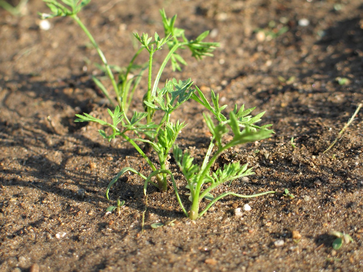 Carrot seedlings growing. Planting carrot seeds and picture tutorial on what to do, how to get them to sprout and grow.