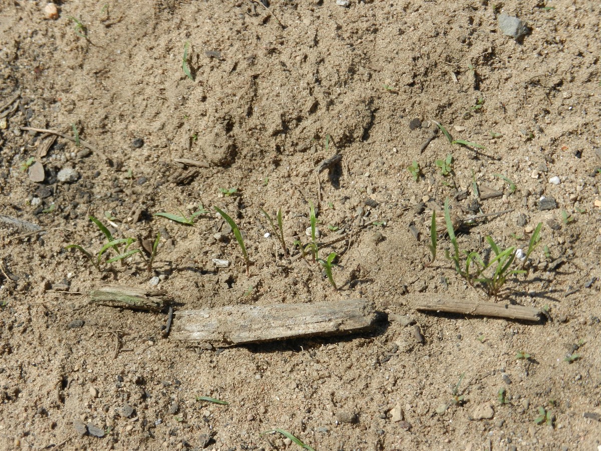 Carrot seeds sprouting! Planting carrot seeds and picture tutorial on what to do.