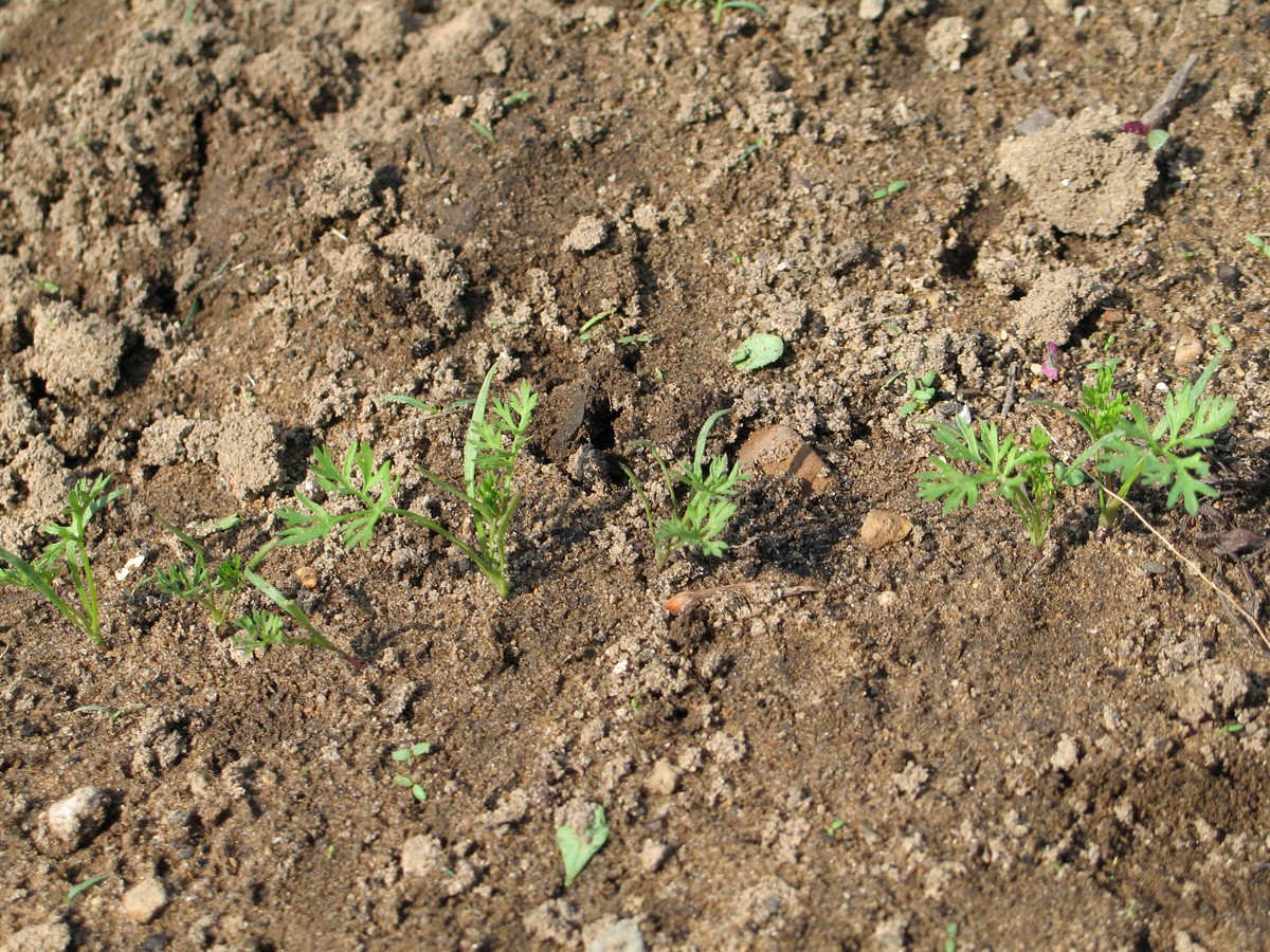 Carrot seeds sprouting, what they look like. Planting carrot seeds and picture tutorial on what to do to get them to germinate and grow, and care.