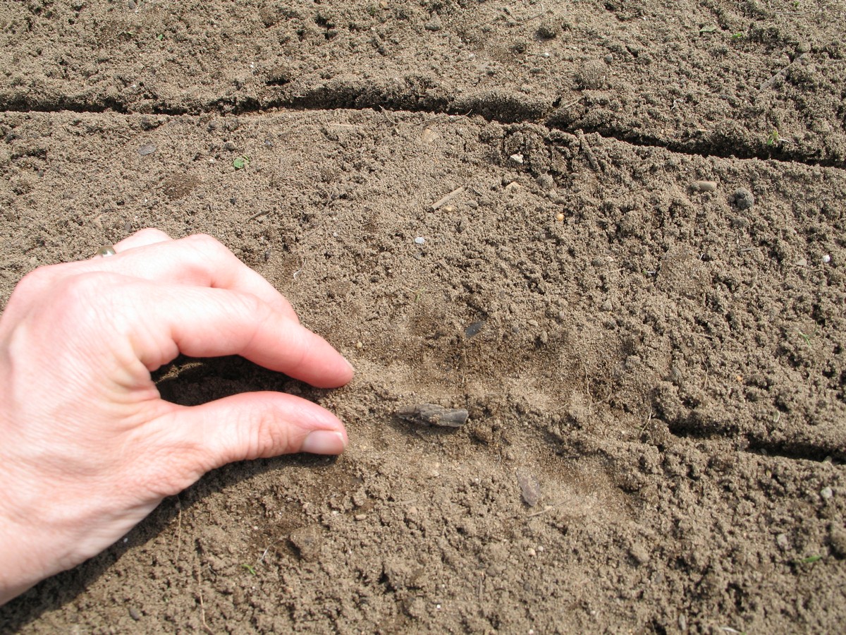 Covering up after planting carrot seeds, picture tutorial on what to do.