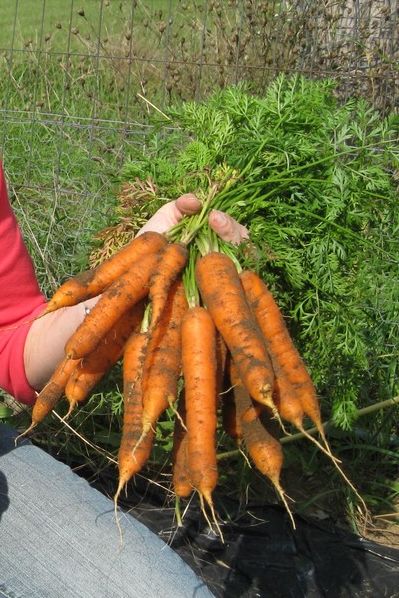 Growing carrots. Picture tutorial and info on how to seed, germinate, grow, and harvest.