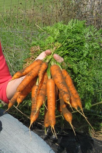 carrot plant images