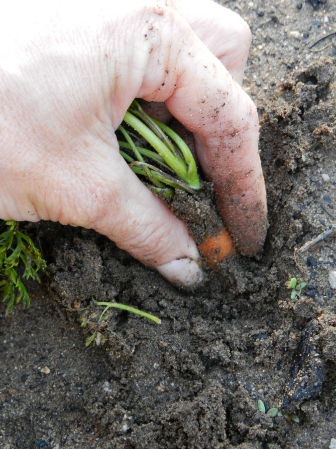 Growing carrots, checking on size, this one is too small. How to know when to harvest. Picture tutorial on seeding carrots, getting them to grow, and care.