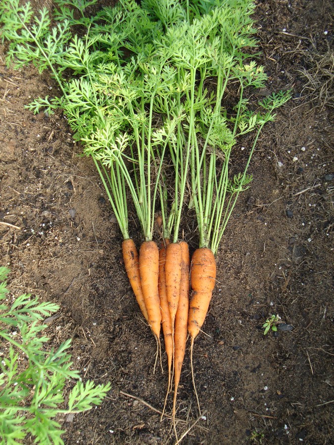 carrots growing in ground