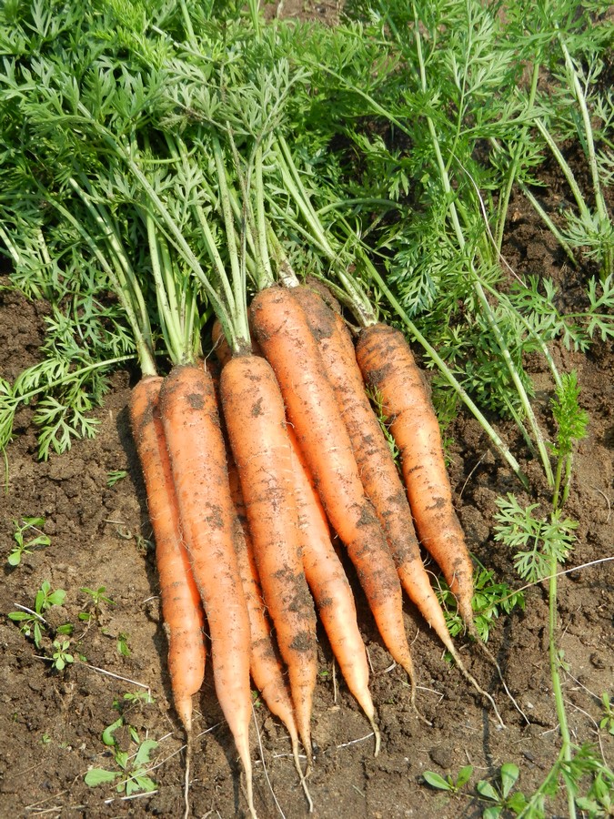 Perfectly home grown carrots, lots of helpful tips and pictures!