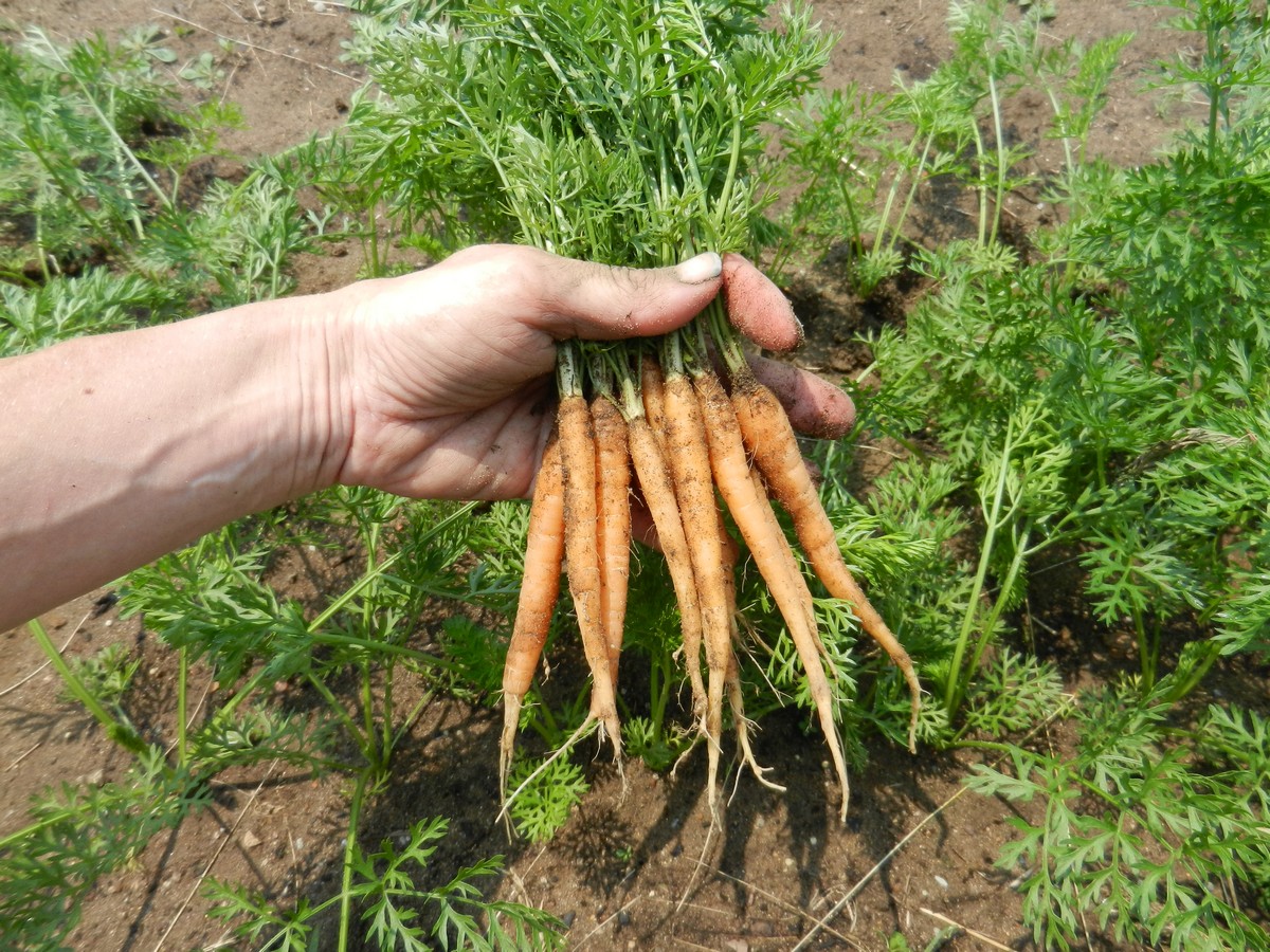 Picture turotial and info on seeding and growing carrots, thinning baby carrots, and when to harvest mature ones.