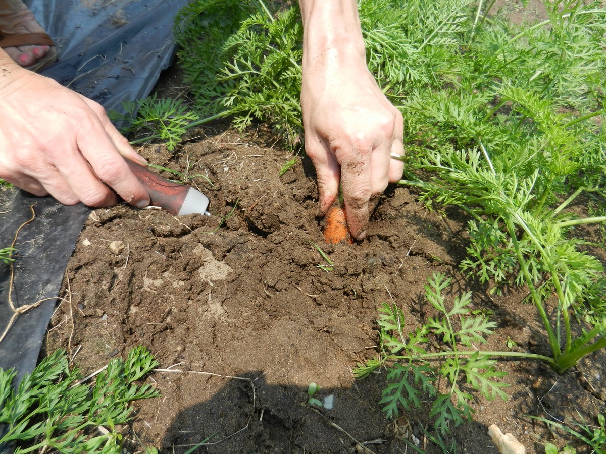 Picture tutorial on seeding and growing carrots, and when and how to harvest mature ones.