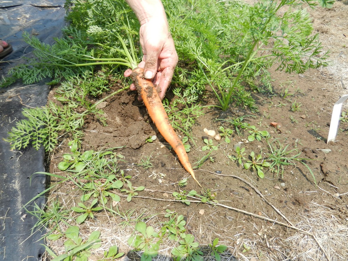 Picture tutorial on seeding and growing carrots. How to pull them when harvesting.