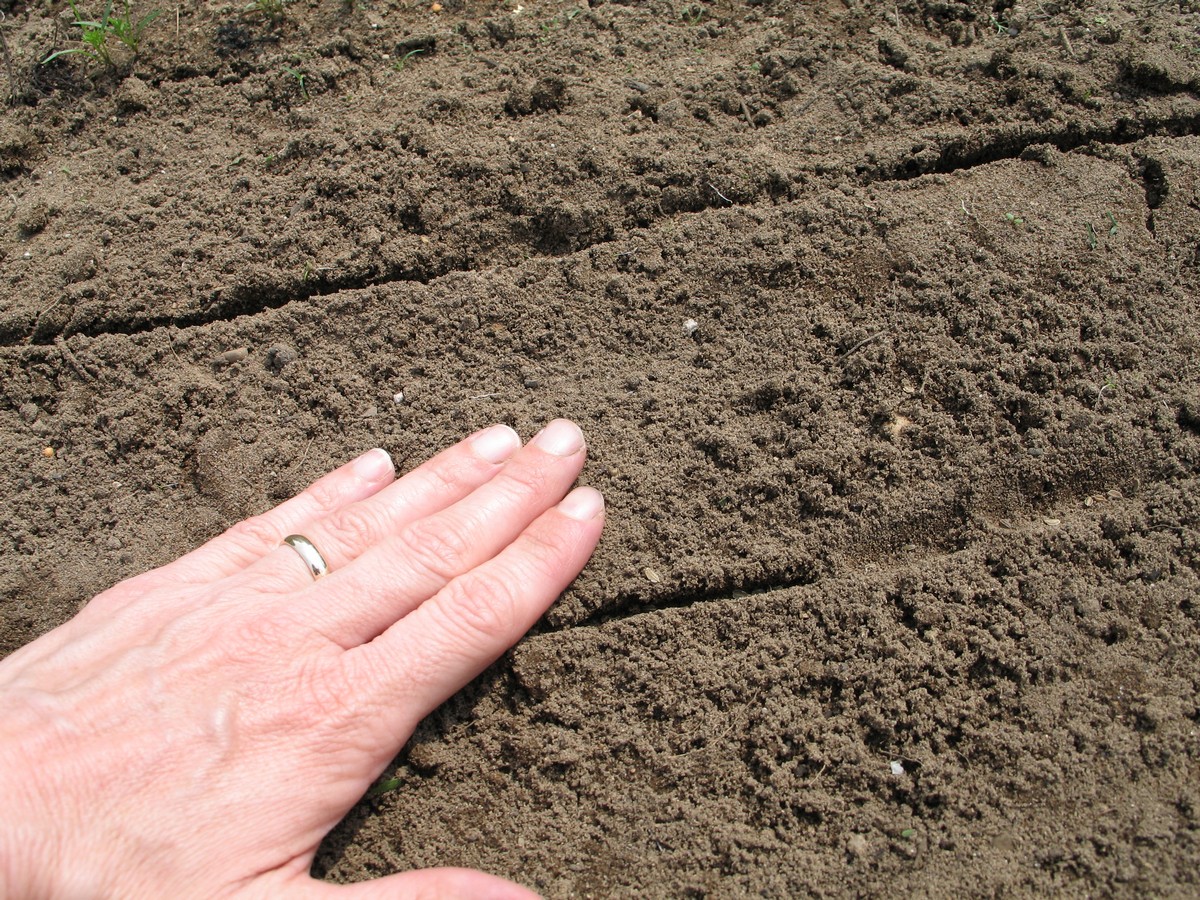 Planting carrot seeds and covering up, picturte tutorial on what to do to seed, sprout, grow, and harvest.