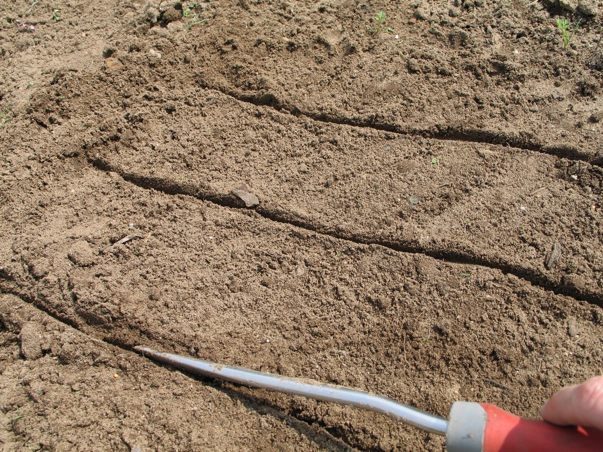 Planting carrot seeds, creating grooves for seeding. Picture tutorial on what to do to seed, sprout and get them to grow.