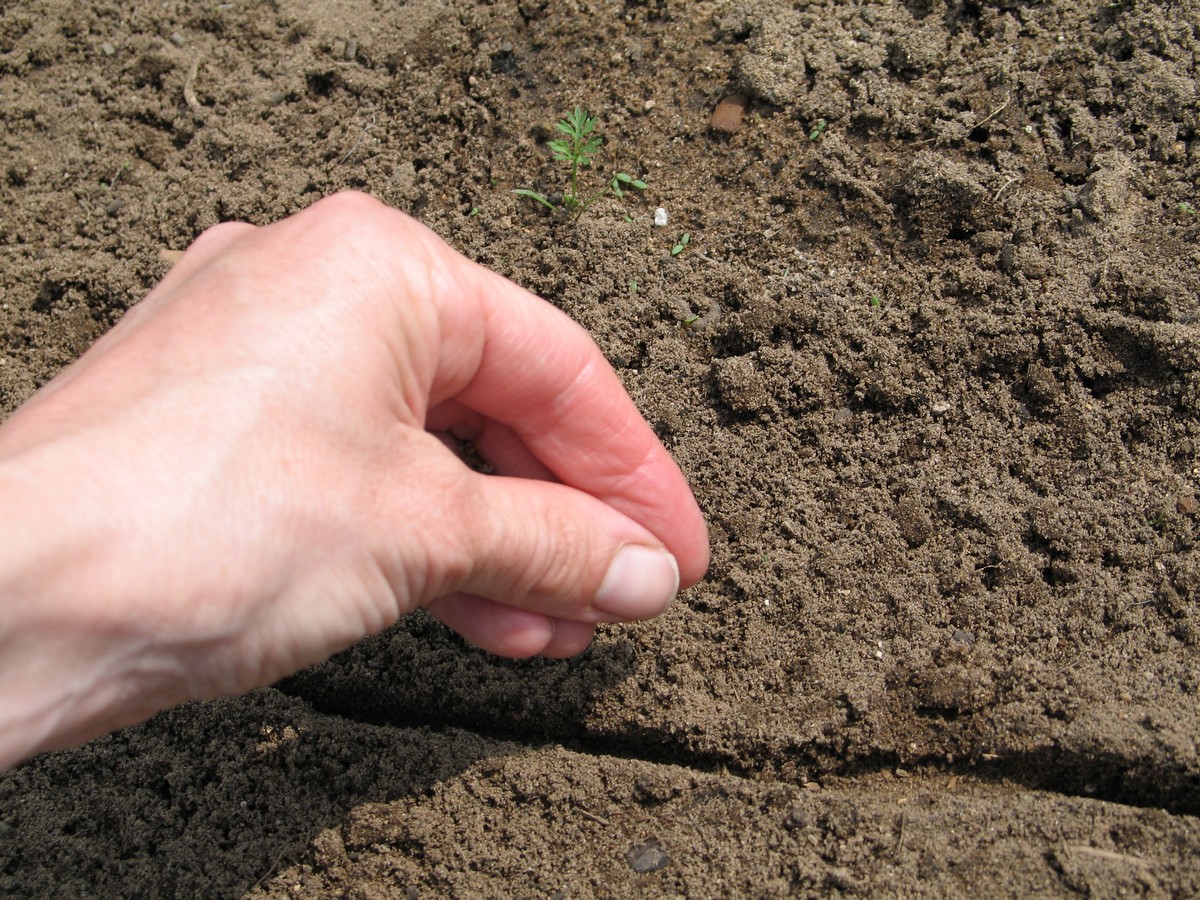 Planting carrot seeds. Picture tutorial on what to do to seed, sprout