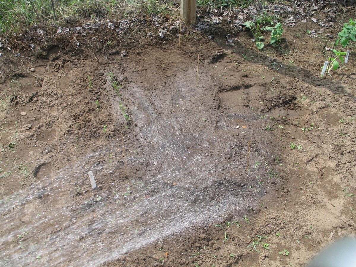 Planting carrots, watering carefully to keep moist until well sprouted.