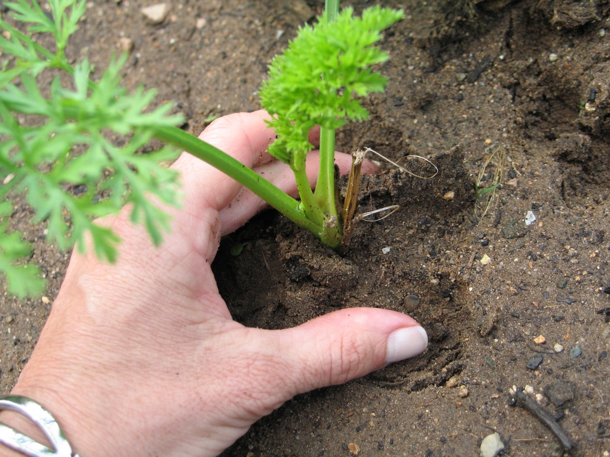 Planting carrots. Picture tutorial on what to do to seed and get them to sprout. Info on growing and harvesting too. Covering the tops so they don't turn green.