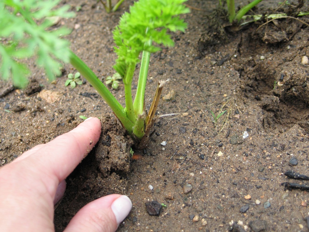 Planting carrots. Picture tutorial on what to do to seed, sprout, growing, and harvesting. The top of this one should be covered up so it doesn't turn green.