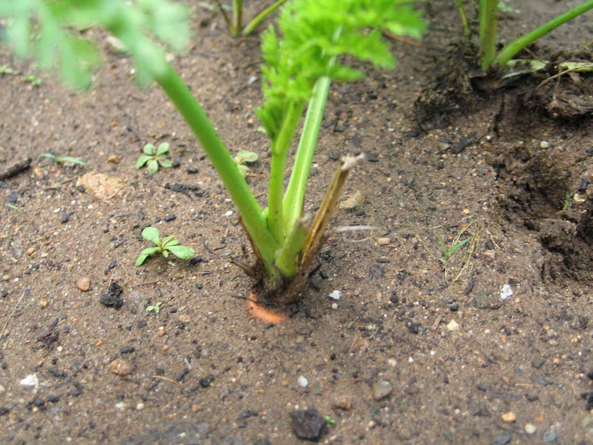 Planting carrots. Picture tutorial on what to do to seed, sprout, growing, and harvesting. This one is too small and needs to be covered up so the top doesn't turn green.