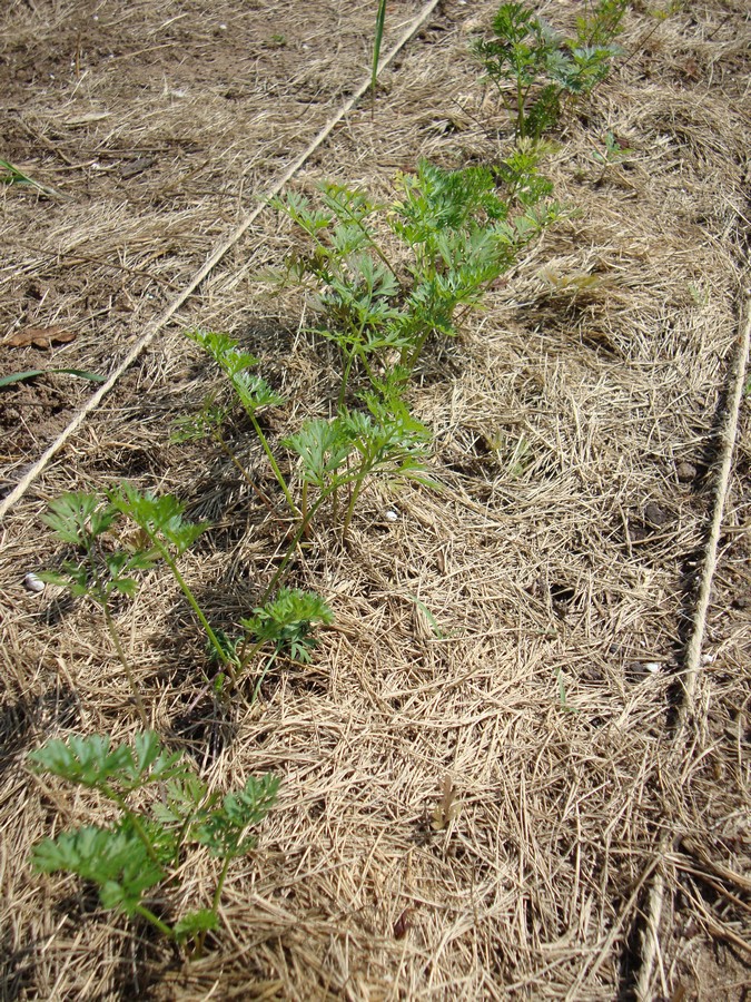 Row of tiny carrots growing in the home garden. Picture tutorial on what to do to seed, sprout, grow, and harvest.