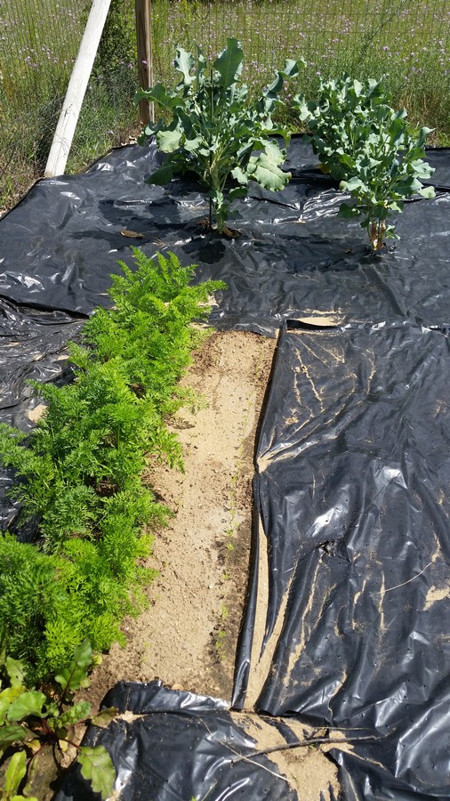 Rows of carrots growing in the home garden. Using black plastic to control weeds.