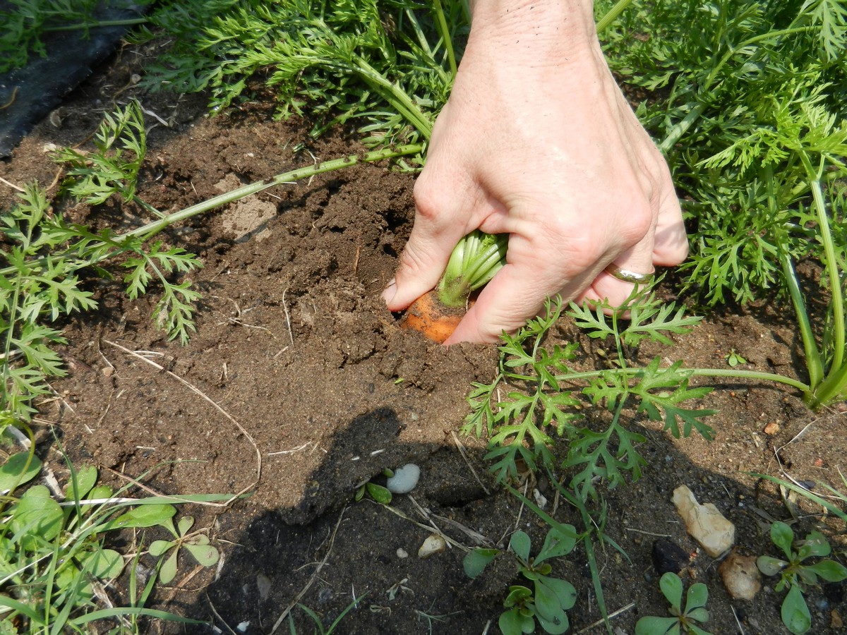 Seeding and growing carrots, checking size before harvest