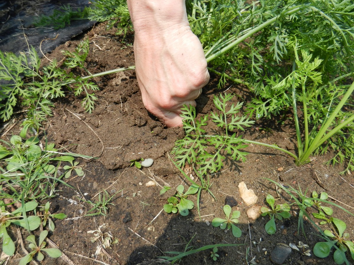 Seeding and growing carrots, how to harvest