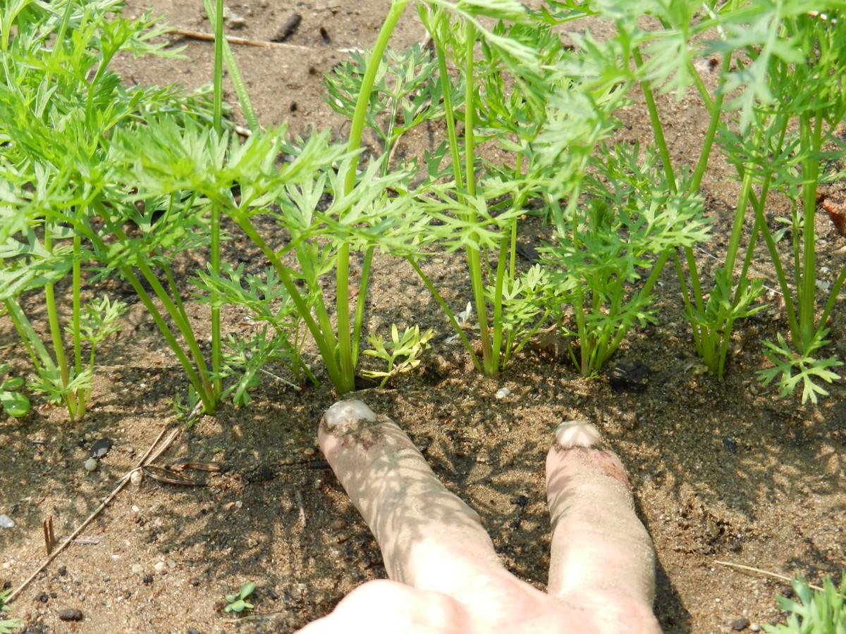 Seeding and growing carrots, how to thin them and when to harvest mature ones.