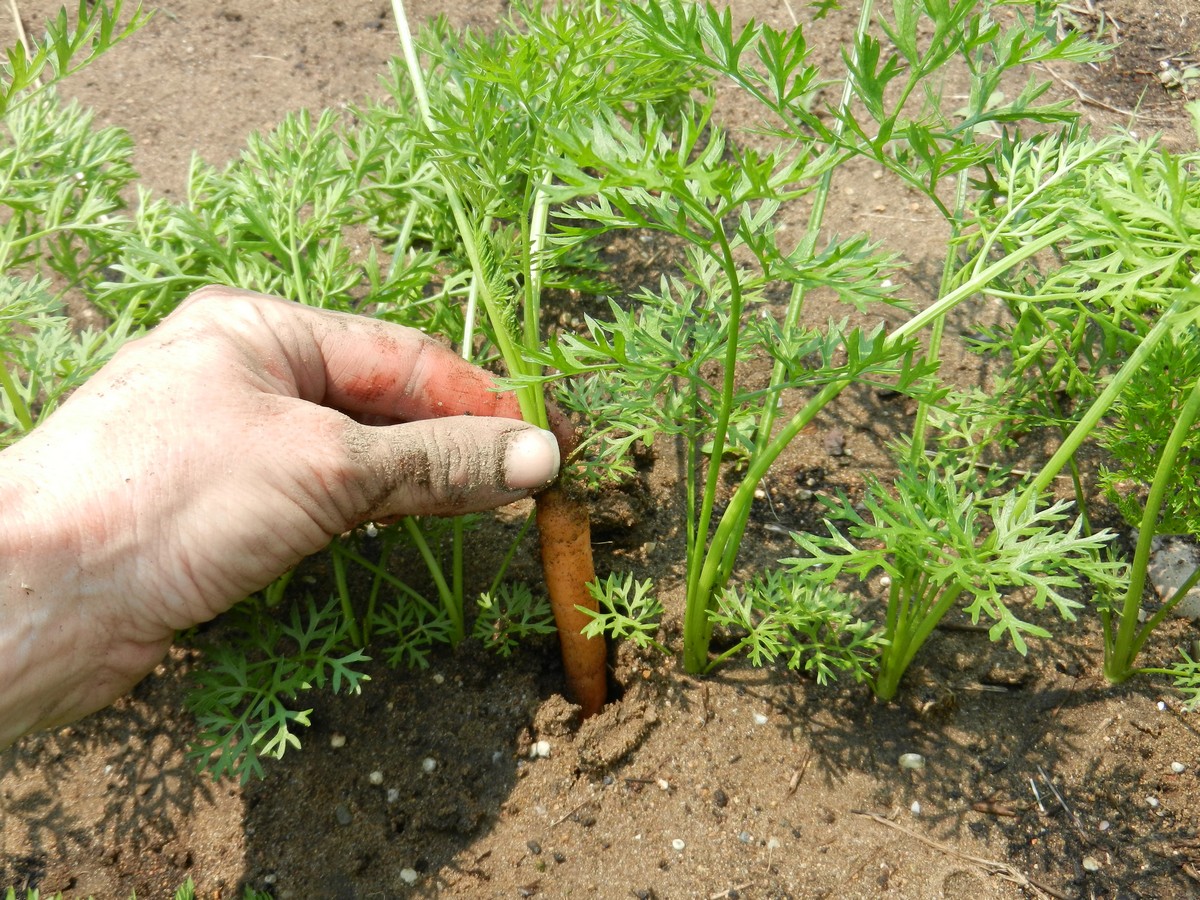 Seeding and growing carrots, thinning baby carrots, and when to harvest mature ones