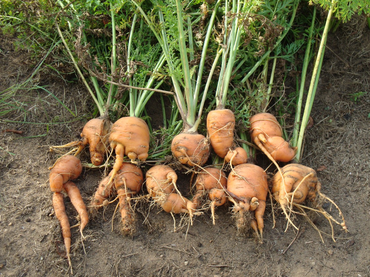 Seeding carrots indoor and transplanting later is a bad idea! Picture tutorial on what you should do instead, seeding directly outdoors.