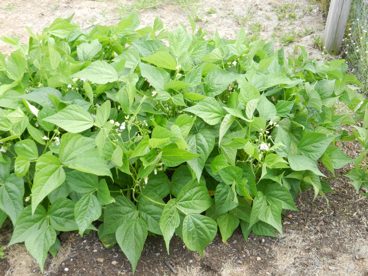 bush green beans plant