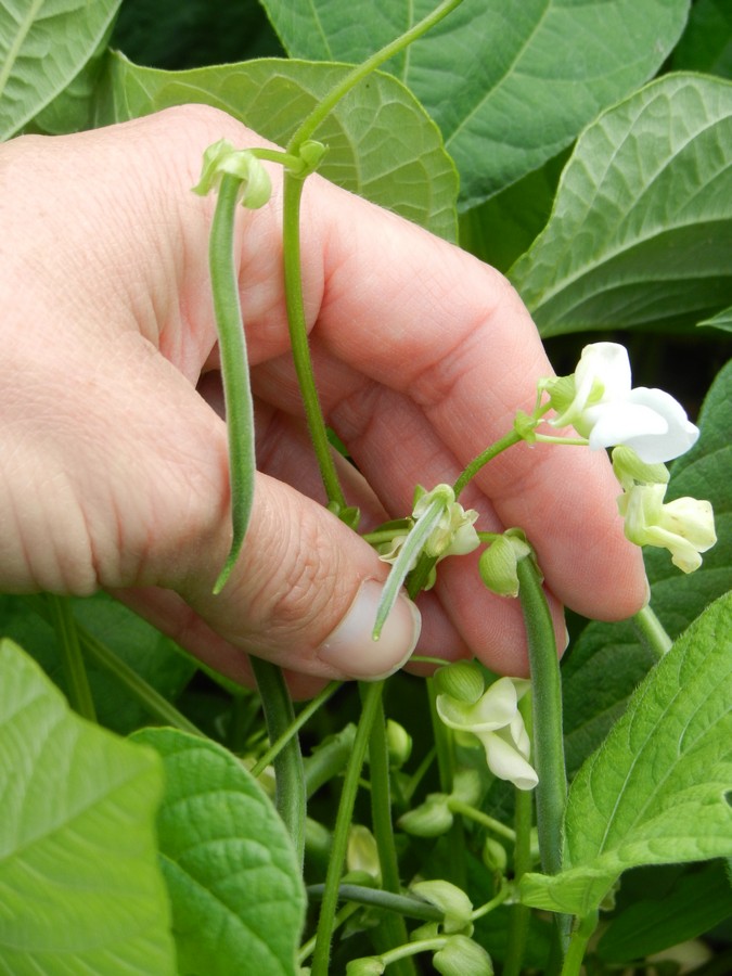 Green beans are starting to develop on homegrown plants. How to easily seed and grow green beans in your back yard.