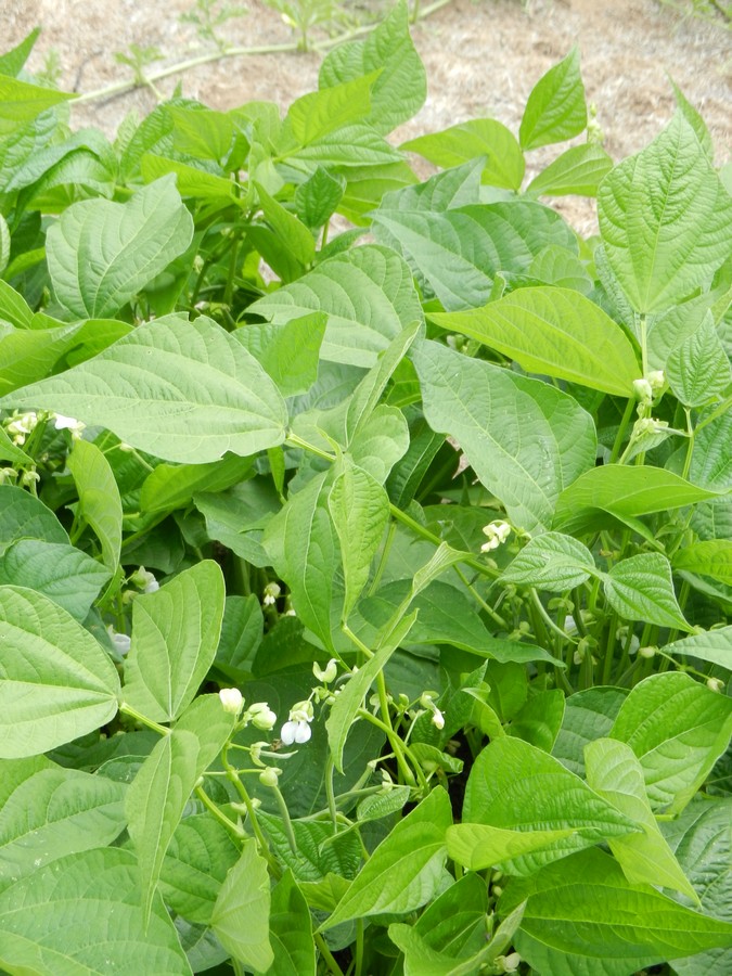 Photo tutorial on how to easily grow green beans. Plants are flowering and ready to produce a nice hearvest.