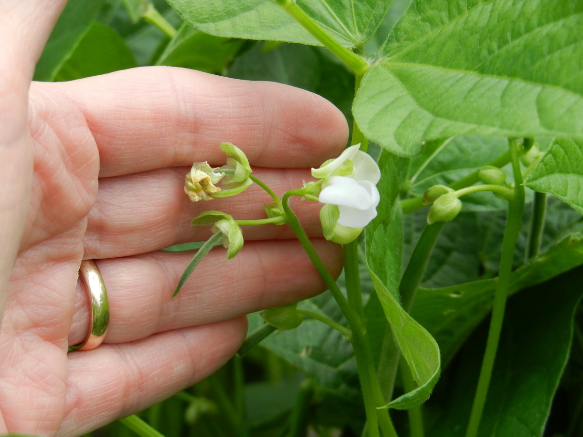 The start of a green bean. How to seed and grow green beans in your back yard.