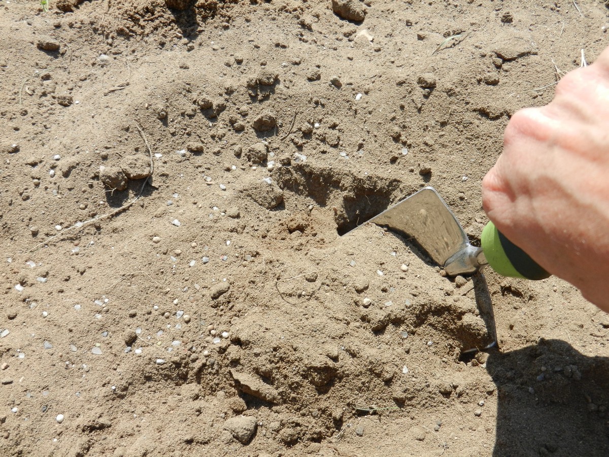 Tilling by hand with fertilizer