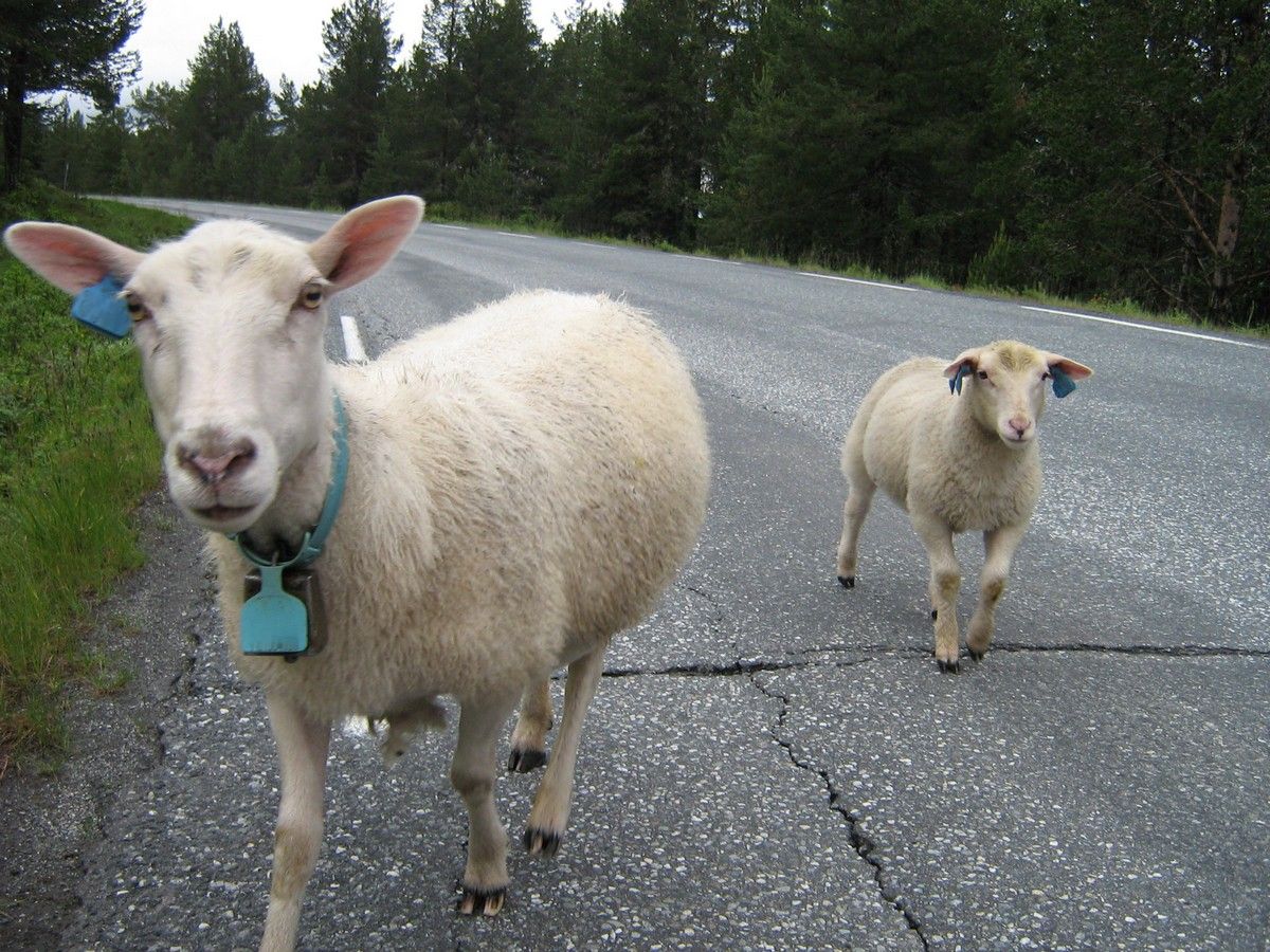 Norwegian sheep in the road