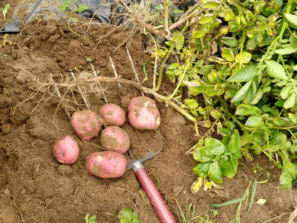 Harvesting And Storing Potatoes From Your Own Home Garden The