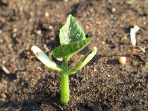 green bean seedlings too tall