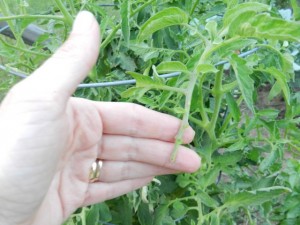 Here Is A Different Plant With Partly Eaten Twigs, And A Worm Directly 