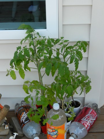Caring For Tomato Plants In The Home Garden Picture Guide The Country Basket,Sobieski Vodka Flavors