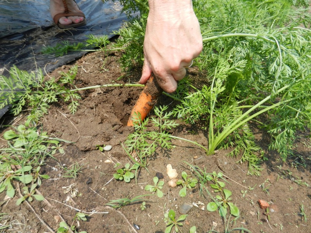 carrot seedlings image